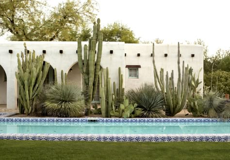 Salvaged native Mexican Fence Post cactus (Pachycereus marginatus) grow against the serene backdrop of whitewashed walls of a 90-year-old adobe house in Paradise Valley. Native desert plants “mediate” between the historic building and a modern lap pool. #gardenista Desert Pool Landscape, Pool Cactus Garden, Mexican Fence Post Cactus Landscape, Cactus Pool Landscaping, Mexican Landscaping Ideas, Desert Pool Landscaping, Mexican Pool, Cactus Fence, Mexican Fence Post Cactus