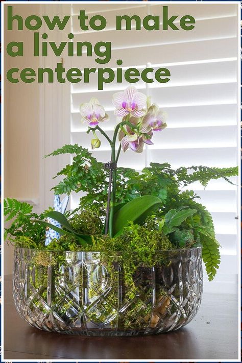 Garden Table - Hurry! Dont forego on the latest and most fantastic deal. Check it out NOW! Plant Ideas Indoor, Plant Garden Ideas, Indoor Plant Garden, Tabletop Garden, Garden Ideas Indoor, Orchid Bowl, Diy Orchids, Plant Centerpieces, Decoration Plants