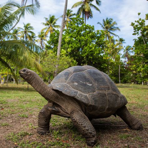 Aldabra Giant Tortoise - North Island, Seychelles Baby Tortoise, Giant Tortoise, Noah S Ark, Indian Ocean, Creature Design, Seychelles, Tortoise, Things To Do, The Next