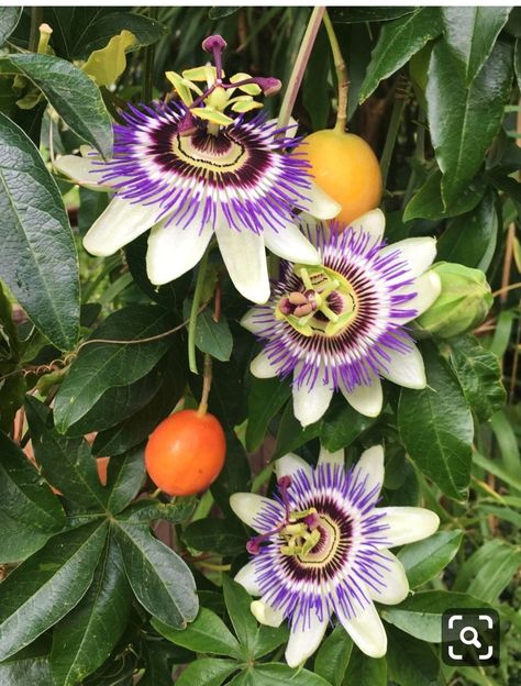 Passion Fruit Flower, Passion Flowers, Unusual Flowers, Beautiful Flowers Garden, Rare Flowers, Passion Flower, Beautiful Rose Flowers, Climbing Plants, Botanical Flowers