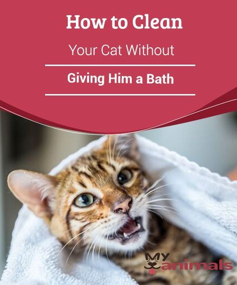 Why Do Cats Purr, Dog Soap, Cat Tips, Cat Skin, Pet Tips, Cat Bath, Cat Purr, Kitty Stuff, Owning A Cat