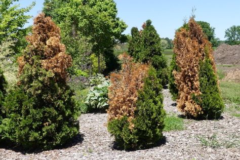 Cedar Trees Landscaping, Landscaping With Evergreens, Leland Cypress Trees, Evergreen Trees Landscaping, Leland Cypress, Emerald Arborvitae, Arborvitae Landscaping, Privacy Planting, Cedar Hedge