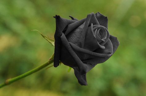 Une rose noire de Halfeti via shutterstock Greek Garden, Black Rose Flower, Light Blue Roses, White Rose Flower, Rose Seeds, Red And White Roses, Rare Flowers, Rose Bush, Growing Seeds