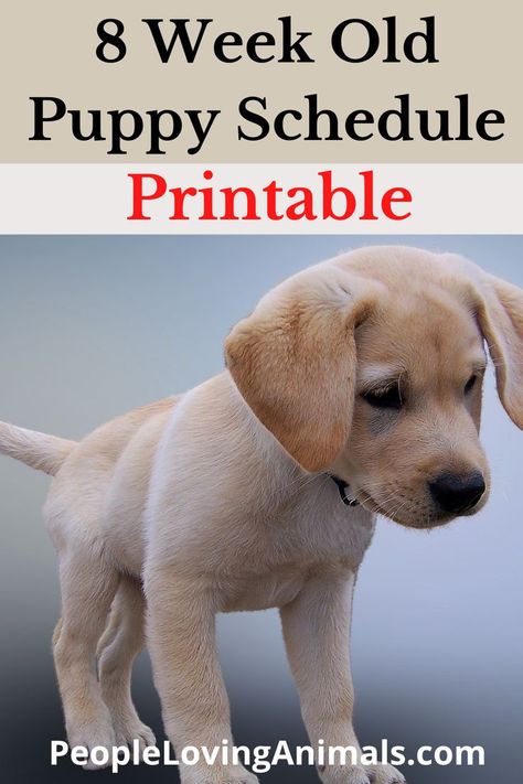 Here's a printable puppy schedule plus free tutorials to help you with your puppy. 8 WEEK OLD PUPPY SCHEDULE, NEW PUPPY SCHEDULE, PUPPY EATING SCHEDULE, FEEDING PUPPY SCHEDULE, PUPPY POTTY TRAINING SCHEDULE, PUPPY CRATE TRAINING SCHEDULE, PUPPY DAILY SCHEDULE, PRINTABLE PUPPY DAILY SCHEDULE, PUPPY HOUSEBREAKING SCHEDULE, PUPPY SLEEP SCHEDULE, PRINTABLE PUPPY SCHEDULE, PRINTABLE PUPPY DAILY SCHEDULE, PRINTABLE PUPPY POTTY TRAINING SCHEDULE, PUPPY TRAINING SCHEDULE New Puppy Schedule, Puppy Crate Training Schedule, Puppy Potty Training Schedule, Crate Training Schedule, Crate Training Puppy Schedule, 8 Week Old Puppy, Puppy Feeding Schedule, Creating A Schedule, Potty Training Schedule