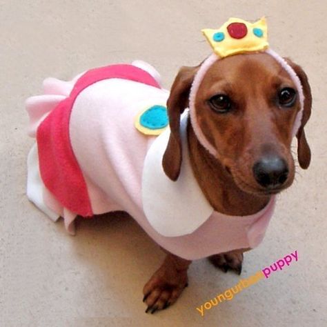 Bindy as Princess Peach and Duke as Mario!! Totally would be adorable Princess Peach Costume Diy, Peach Nintendo, Mario Halloween Costumes, Diy Pet Costumes, Princess Peach Costume, Peach Costume, Princess Diy, Princess Dog, Weenie Dogs