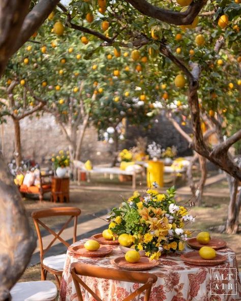 Wedding In Orchard, Orange Orchard Wedding, Teakwood Furniture, Orange Orchard, Orchard Wedding, Dried Florals, Big Fat Indian Wedding, Natural Elements, Insta Wedding