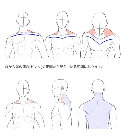 Collar Bone Reference, How To Draw Necks, Human Body Drawing, Man Anatomy, Drawing Hair Tutorial, Drawing Body Poses, Body Drawing Tutorial, Anatomy Sketches, Body Reference Drawing