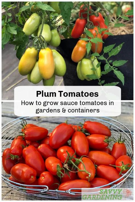 Plum tomatoes are essential for thickening homemade sauces, soups, and juices. Learn how to grow these dense, low-moisture tomatoes in gardens and pots. #gardening #vegetablegardening Bee Yard, Sustainable Homestead, Growing Vegetables In Pots, Garden Fruit, Planting Garlic, Homestead Ideas, Growing Cucumbers, Fall Garden Vegetables, Planting Plan