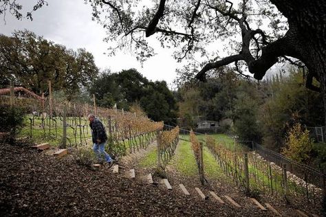 Tim Carpenter walks at Compa, the small vineyard he and his brother own. Home Vineyard Ideas, Small Vineyard Ideas, Small Vineyard Backyard, Backyard Vineyard Ideas, Vineyard Layout, Home Vineyard, Hillside Vineyard, Hillside Backyard, Vineyard Wedding Centerpieces