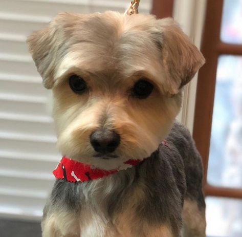 20 Best Morkie Haircuts for Dog Lovers – The Paws Yorkie Poo Haircut, Morkie Haircuts, Yorkie Puppy Haircuts, Shorkie Dogs, Yorkie Cuts, Shorkie Puppies, Yorkie Hairstyles, Morkie Dogs, Puppy Haircut