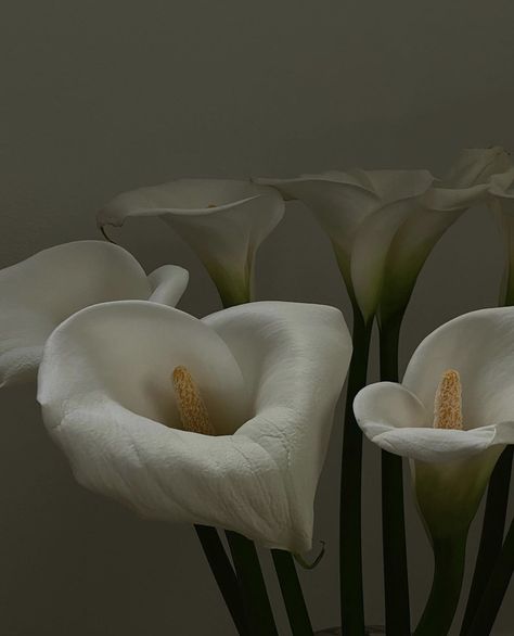 Calla Lily Bouquet, Slow Living, Lily Flower, Calla Lily, My Flower, Garden Tools, Planting Flowers, Beautiful Flowers, Flower Arrangements