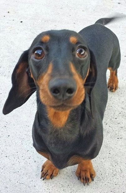 If you love dachshund, visit our blog to find the best products and accessories for hounds and #doglovers. #dachshundcentral #dachshund #cute #sausagedog #doxie 📸 credits: unknown Dashond Dachshund, Dachshund Facts, Dachshund Colors, Daschund Puppies, Black And Tan Dachshund, Black Dachshund, Dapple Dachshund, Dachshund Art, Long Haired Dachshund