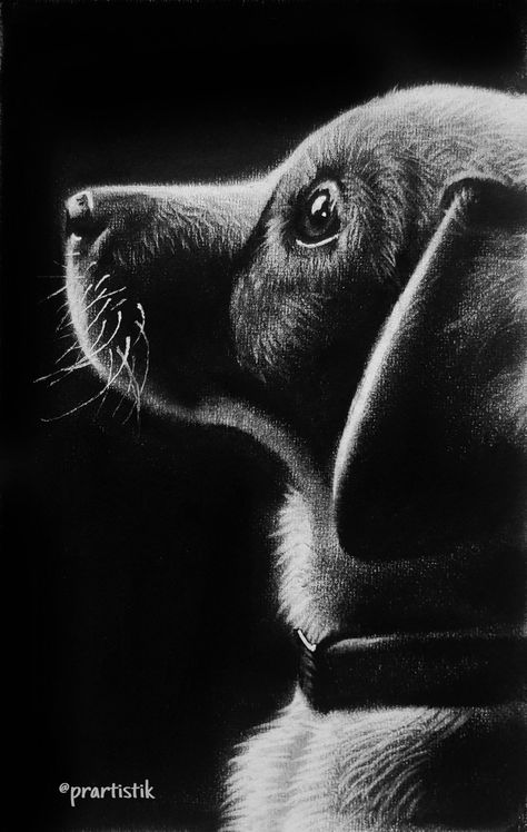 White Glass Marking Pencil Art, A5 Drawing Ideas, Glass Marking Pencil Art, Charcoal Art Animals, White Charcoal Drawing On Black Paper, White Pencil Drawing On Black Paper, Charcoal Art Easy, Charcoal Pencil Sketches, White Charcoal Drawings