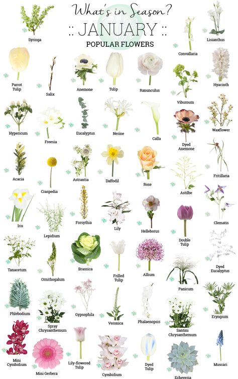 January Flowers In Season, In Season January, Flowers And Names, Flowers In Season, January Flower, Flower Shopping, Flower Chart, Online Florist, Flower Guide