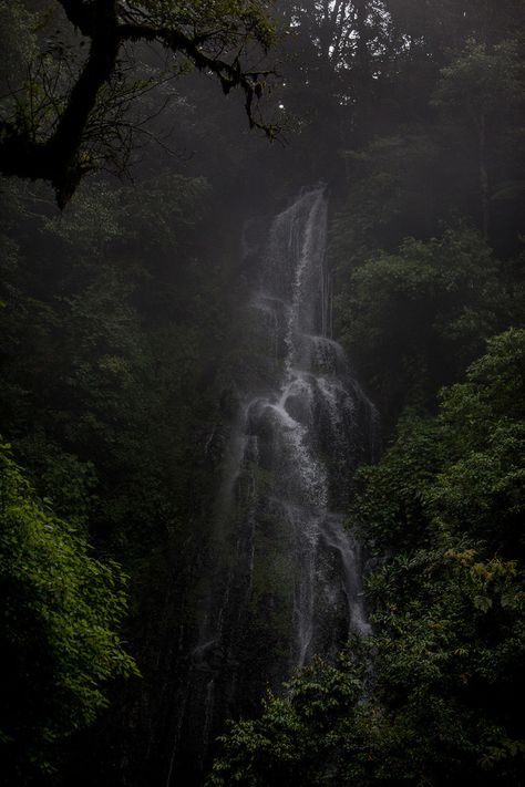 The Incredible Cloud Forests of Mexico Tree Planting Ideas, Endangered Species Activities, How To Plant Trees, Living And Nonliving, Planting A Tree, Species Extinction, Soil Erosion, Research Station, Carbon Sequestration