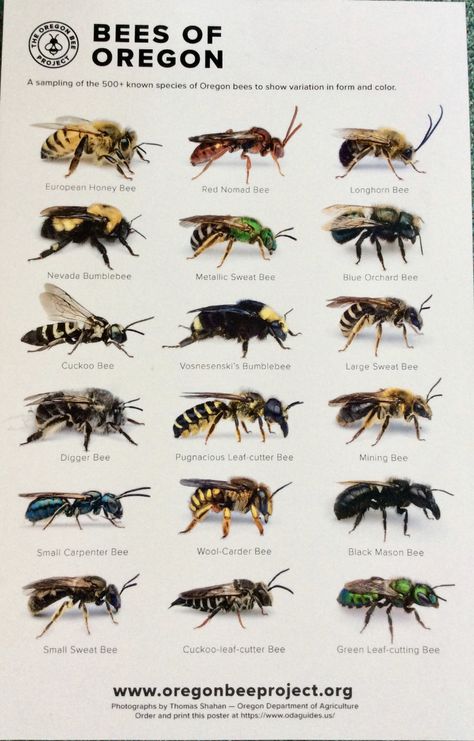 Different Types Of Bees, Honey Bees Keeping, Different Bees, Pig Breeds, Types Of Bees, Bees And Wasps, Bee Farm, Creature Artwork, Bee Garden