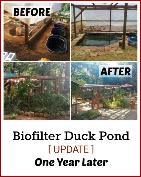 Duck Pens, Backyard Ducks, Duck Coop, Duck Farming, Raising Ducks, Pet Ducks, Duck House, One Year Later, Duck Pond