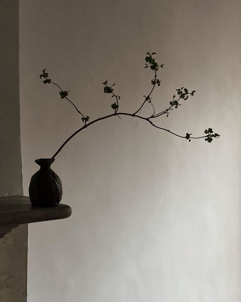 Wabi Sabi Plants, Colin King, Avatar Images, Japanese Minimalism, Home Still, Japanese Flowers, Ceramics Pottery Art, Dark Places, Stay Home