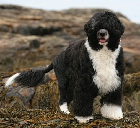 Portuguese Water Dog named Dobby on large rocks. Portugal Water Dog, Portugese Water Dogs, Top 10 Facts, Dog Types, Every Dog Breed, All Breeds Of Dogs, Big Puppies, Most Beautiful Dogs, Portuguese Water Dog