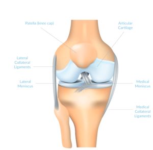 Arthroscopic Knee Surgery, Meniscus Surgery, Knee Surgery Recovery, Walking Program, Exercise Pool, Straight Leg Raise, Ankle Pumps, Calf Stretches, Home Exercise Program