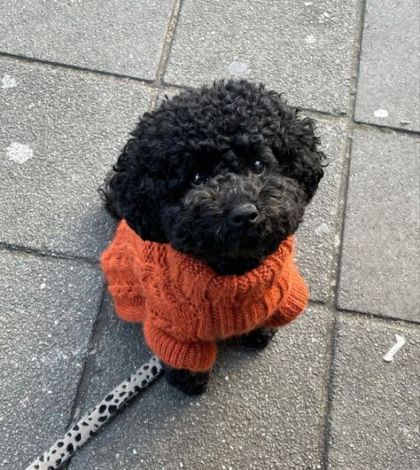 Black Toy Poodle Haircut Styles, Mini Poodles Black, Black Poodle, Black Toy Poodle, Toy Poodle Puppies Black, Chocolate Toy Poodle Puppy, Poodle Black, Black Bichon Frise, Poodle Puppy Black