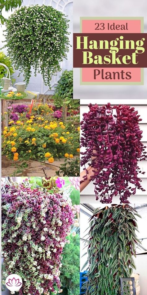 Best Plants For Hanging Baskets Outdoor Full Sun, Modern Outdoor Hanging Plants, What To Plant In Hanging Baskets, Best Hanging Basket Flowers, Cheap Hanging Baskets, Plants That Hang Over Pot, Hanging Baskets Porch Ideas, Hanging Basket Flower Combinations, Hanging Planters Outdoor Front Porches