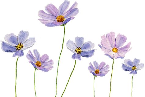 purple cosmos#flowerticker #flowerart #watercolorflower Painting Clothing, Purple Cosmos, Watercolour Nature, Poster Purple, Watercolor Nature, Light Purple Flowers, Lemon Painting, Flowers In Bloom, Cosmos Flowers