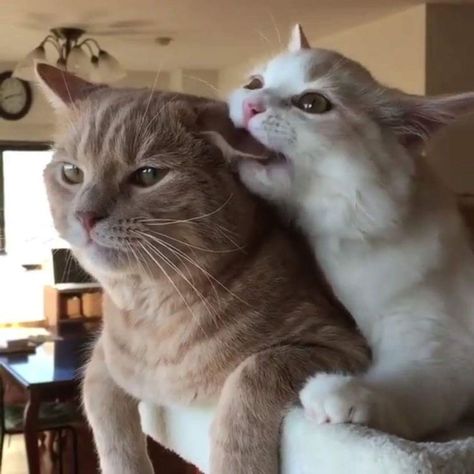 Cat Couple, Cat Cuddle, Söt Katt, Two Cats, Cute Cats Photos, Cat Aesthetic, Cat Playing, Silly Cats, Pretty Cats