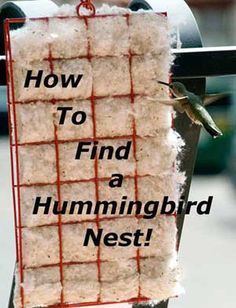 Bird Nesting Material, Hummingbird Migration, Backyard Birds Sanctuary, Hummingbird Nests, Hummingbird Nest, Hummingbird House, Hummingbird Plants, Bird House Kits, Bird Aviary