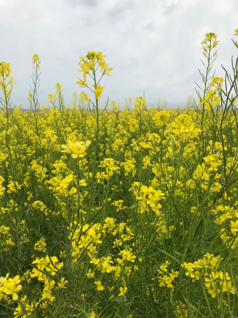 Canola flower fields in Japan Fields Wallpaper, Canola Flower, Flower Pic, Canola Field, Field Wallpaper, College Work, Wild Flower, Flower Field, Country Life