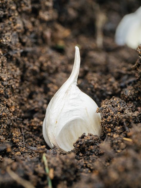 Garlic is one of the easiest crops to grow in a home garden—making it fun for beginners to get started—but the sheer number of cultivars available (dozens upon dozens) keeps it exciting for even the most seasoned gardener. And garlic is not just good in your garden, it's also great for your garde Pasta Garlic Parmesan, Harvesting Garden, Garden Betty, Garlic Garden, Pasta Garlic, Garlic Butter Pasta, Garlic Parmesan Pasta, Hardneck Garlic, Grow Garlic