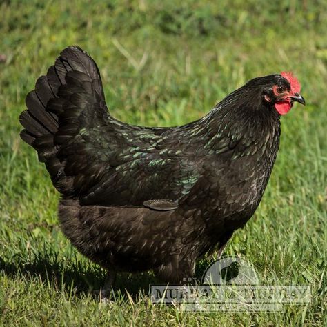 Murray McMurray Hatchery - Black Australorps Americauna Chickens, Rhode Island Red Rooster, Breed Chickens, Breeds Of Chickens, Australorp Chicken, Black Australorp, Best Laying Chickens, Brown Egg, Laying Chickens