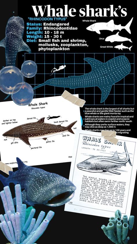 Sharks Facts, Whale Shark Facts, Shark Background, Oceanography Marine Biology, Animal Infographic, Shark Facts, Whale Sharks, Shark Pattern, Biology Notes