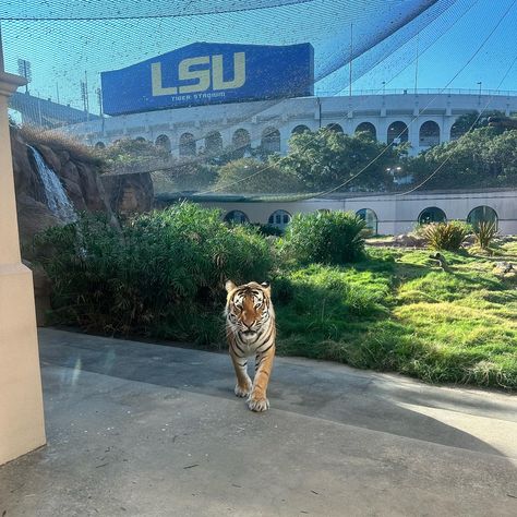 This is how you start the weekend. | Instagram Lsu Tiger Stadium, Tiger Stadium, Lsu Tigers Football, Lsu Football, Geaux Tigers, Saints Football, South Louisiana, Michigan Football, Dream College