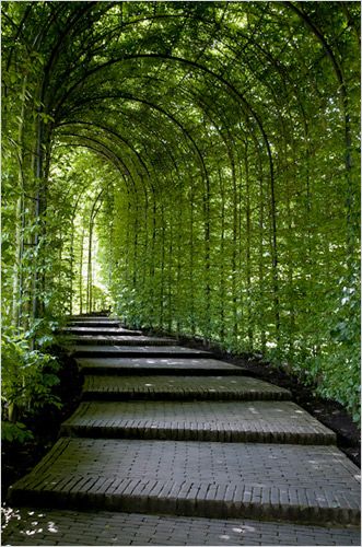 A project that started at the whim of Jane Percy, the Duchess of Northumberland, has become one of the most ambitious public gardens created in Europe since World War II. Landscaping Architecture, Tree Tunnel, Garden Paths, Dream Garden, Walkway, Hedges, Landscape Architecture, Garden Inspiration, Secret Garden