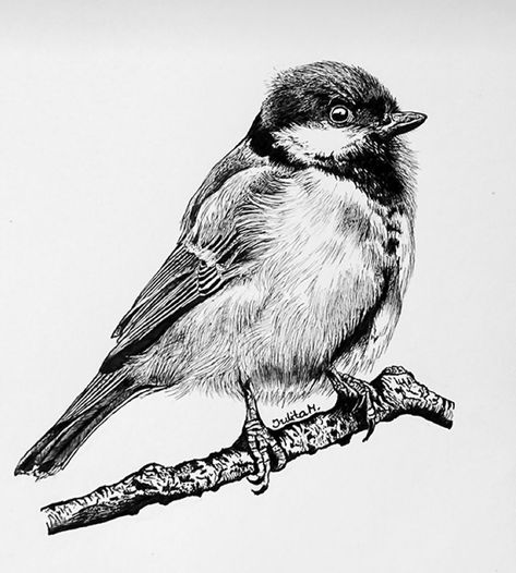 Chickadee Drawing, Chickadee Tattoo, Doodle Art Designs, Doodle Art, Art Designs, Card Ideas, Doodles, Art Design, Pen