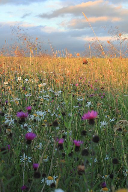 eyes toward the sky, arms out, spinning around....or, at my age, just lying down and inhaling deeply Flower Borders, Nature People, Wild Flower Meadow, People Pictures, Meadow Garden, Wildflower Garden, Wild Nature, Flower Border, The Meadows