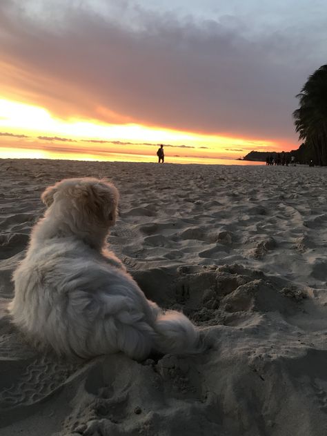 sunset and shih tzu Shih Tzu Aesthetic, Dog Sunset, 15 Candles, Dog Cuddles, Beach At Night, Raining Cats And Dogs, Beach Shoot, Cute Pets, Shih Tzu Puppy