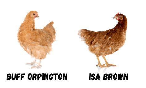 Isa Brown Chicken, Small Chicken Breeds, Cinnamon Queen, Buff Orpington Chickens, Polish Chicken, Buff Orpington, Well Mannered, Chicken Owner, Chicken Farming