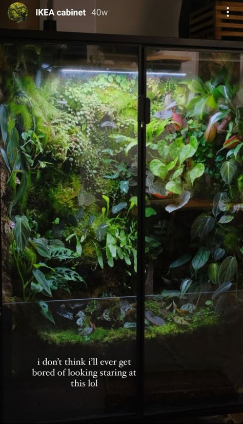 Snake Plant Terrarium, Plant Terrarium Cabinet, Dart Frog Enclosure, Poison Dart Frog Vivarium, Bioactive Snake Enclosure, Bio Active Terrarium, Large Vivarium, Reptile Room Aesthetic, Cabinet Terrarium