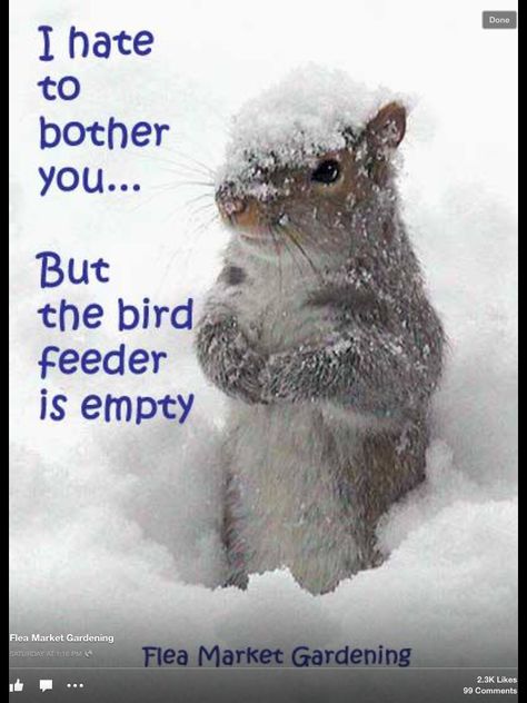 Squirrel Squirrel Pictures Funny, Chatterbox Quotes, Animals Praying, Funny Cold Weather Quotes, Squirrel Pics, Cold Weather Funny, Funny Squirrel Pictures, Winter Humor, Happy Pics