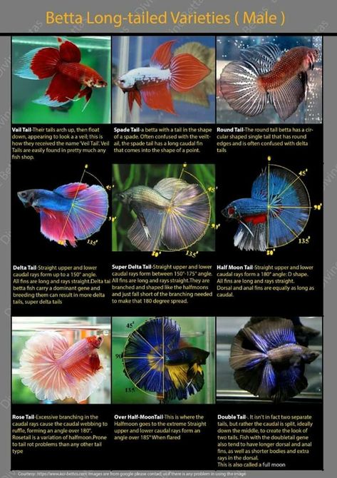 Beta Fish Types, Aquarium Infographic, Betta Fish Bowl, Fish Chart, Fish Types, Fish Tank Themes, Betta Fish Types, Fish Tank Terrarium, Betta Aquarium