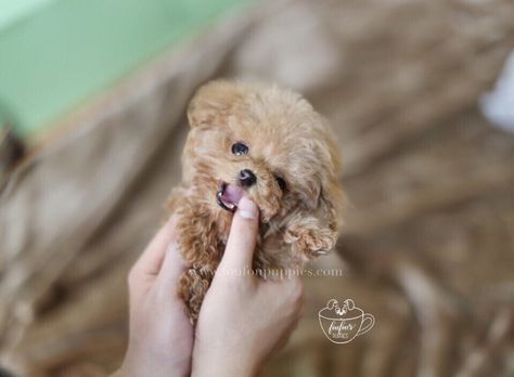 Teacup Poodles For Sale, Teacup Poodles, Teacup Poodle Puppies, Dream Puppy, Poodle Puppies For Sale, Tea Cup Poodle, Toy Poodle Puppies, Aussie Puppies, Poodle Puppies