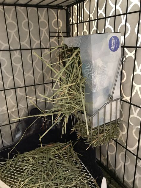 DIY rabbit hay rack, bunny feeder, from Kleenex box! Diy Bunny Feeder, Diy Rabbit Hay Feeder, Rabbit Hay Feeder Diy, Diy Hay Feeder Rabbit, Diy Rabbit Feeder, Hay Feeder For Rabbits, Hay For Rabbits, Diy Hay Feeder, Bunny Feeder