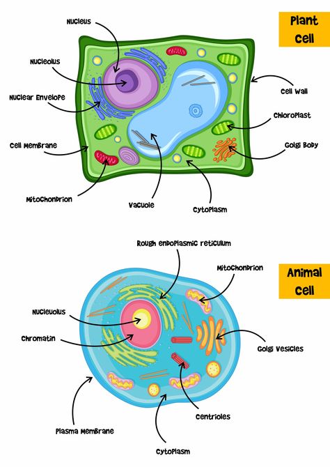 Plant and Animal Cell 5th Grade Study Guide Animal Cell And Plant Cell Project Ideas, Animal Cell Diagram Class 9, Plant Vs Animal Cell Diagram, Plant And Animal Cell Project Poster, Animal Cell And Plant Cell Drawing, Animal Cell Diagram Labeled, Plant Cell And Animal Cell Drawing, Plant Cell Drawing With Label, Animal And Plant Cell Projects