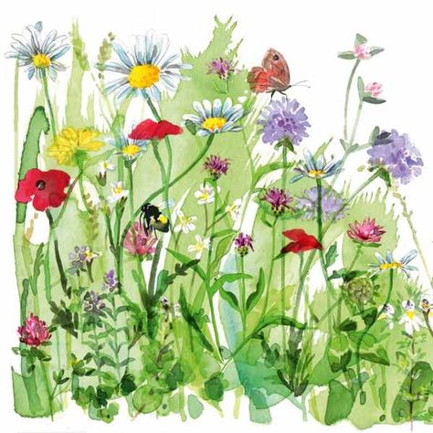 Biodiverse Lawn, Biodiversity Illustration, Lawn Alternatives, Conservation Biology, London Garden, Lawn Maintenance, The Shed, Seasonal Garden, Cut Flowers