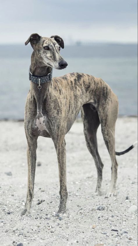 Greyhound Photography, Greyhound Drawing, Greyhound Dog Breed, Greyhound Puppy, Grey Hound, Super Photo, Whippet Puppies, Reactive Dog, Whippet Dog