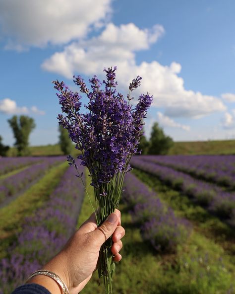 just call me lizanne lavender from now on 💜 July is known for lavender season and I can’t get enough! We had to visit @pondviewlavenderfarm on our recent trip across Wisconsin!swipe to see my lavender selfie 😜 We were able to cut our own lavender bunch and enjoy the farm - it’s truly beautiful! Once they harvest it - the store stays open so it’s a fun little roadside stop on your next roadtrip (it’s literally right off highway 29!) it’s brand new so keep an eye on this gem! They have lanve... Lavender Bunch, Summer Lavender, Lavender Lemonade, Midwest Travel, Wisconsin Travel, Lavender Farm, Travel Lifestyle, An Eye, The Farm