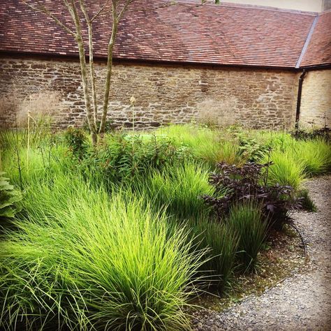 carex: “Piet Oudolf planting at the art gallery Hauser & Wirth Somerset. There’s nothing like seeing Oudolf’s work up close so I’m taking a small group to The Netherlands in August to see some of his fabulous designs + other naturalistic Dutch... Modern Planting, Naturalistic Garden, Front Yard Plants, Garden Desig, Dutch Gardens, Piet Oudolf, Prairie Garden, Waterwise Garden, Planting Design