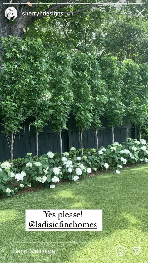 Next To Fence Landscaping, City Lot Landscaping, Box Hedge Border Front Garden, Trees To Plant Along Fence, Arborvitae And Hydrangea Landscaping, Large Garden Landscaping, Privacy Landscaping Between Houses, Privacy Planting, White Picket Fence Ideas